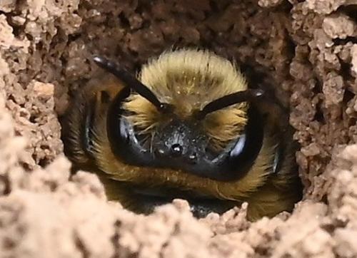 Andrena (livens-nigroolivacea)